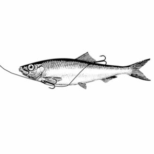 Tafs Predatormete Wire 50cm