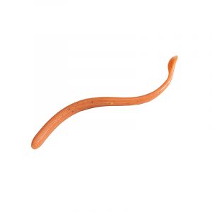 Gulp! Nightcrawler Natural