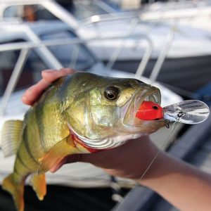 Maxximus Predator Cranking Minnow abborre