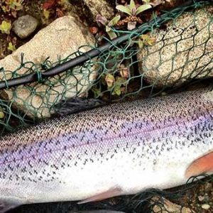 Fiska regnbåge tips