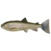 Rainbow Trout