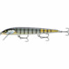 Gilded Bluegill (GDBG)