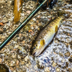 Shimano Trout Native 163cm / 5'4'' 1-8g Haspel